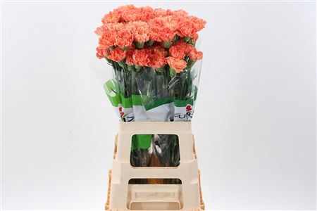 <h4>DI ST HERMES ORANGE</h4>