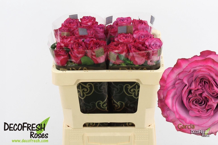 <h4>R Gr Garcia</h4>