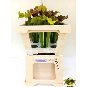 SARRACENIA OV