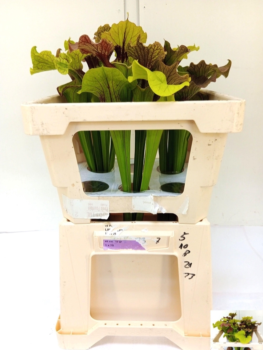 <h4>SARRACENIA OV</h4>
