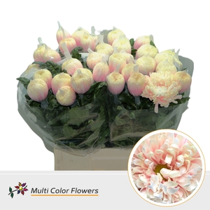 Chr G Stravina Soft Peach