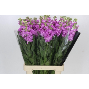 Matthiola Iron Pink