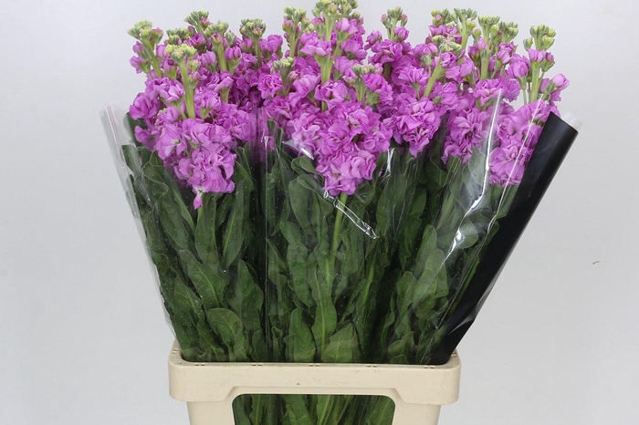 <h4>Matthiola Iron Pink</h4>