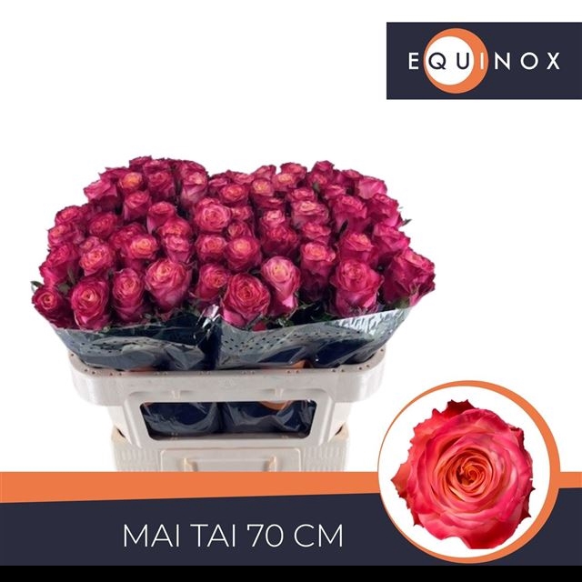 <h4>R Gr Mai Tai Extra Equinox</h4>