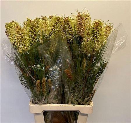 <h4>Grevillea Spiderman</h4>