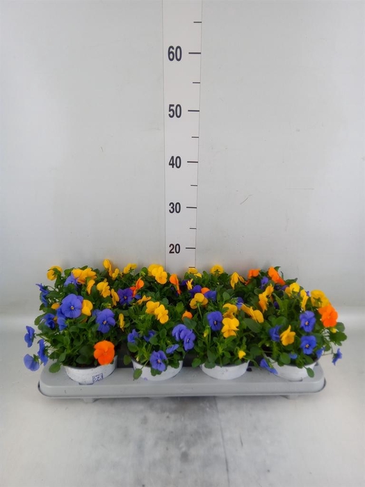 <h4>Viola ...tricolor</h4>