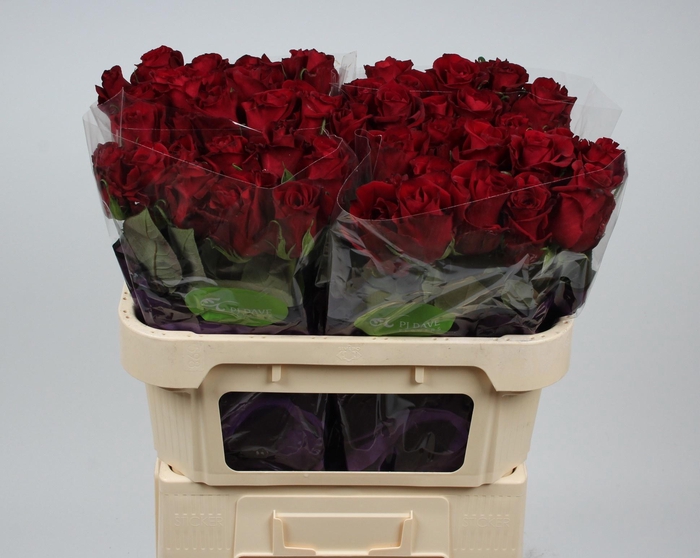 <h4>R GR EVER RED</h4>