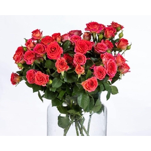 Rosa TR 'Chimo' BRAAM