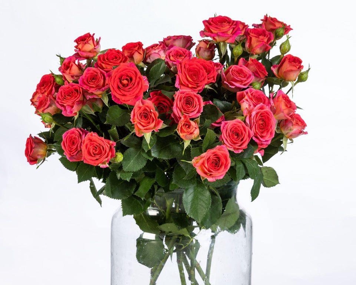 <h4>Rosa TR 'Chimo' BRAAM</h4>