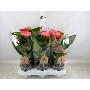 Anthurium andr. 'Sweet Dream'
