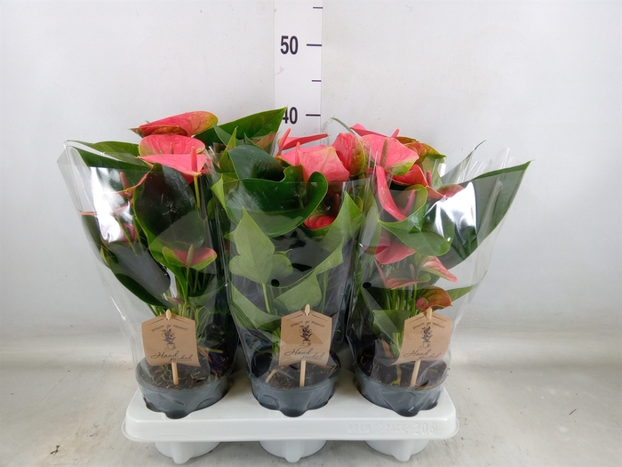 <h4>Anthurium andr. 'Sweet Dream'</h4>