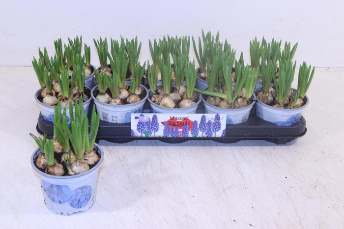 <h4>MUSCAR BIG SMILE</h4>