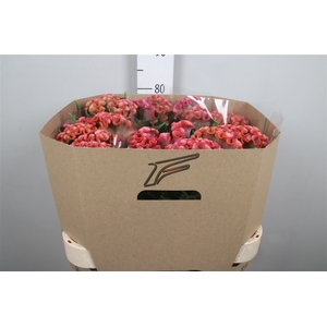 Cel C Clubs Cocktail