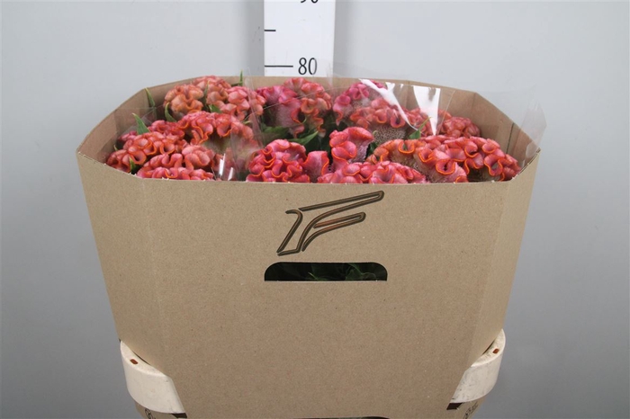 <h4>Cel C Clubs Cocktail</h4>