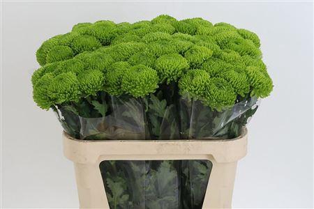 <h4>Chr G Alemani</h4>