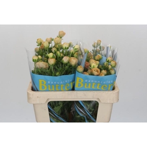 Ranunculus Butterfly Hestia