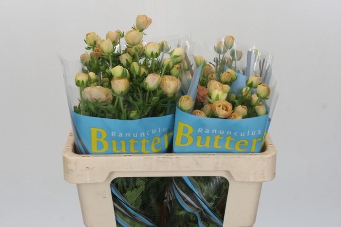 <h4>Ranunculus Butterfly Hestia</h4>