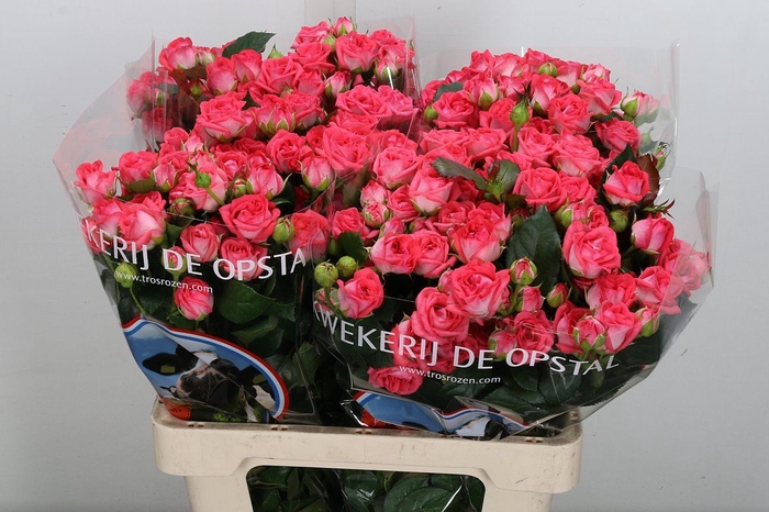 <h4>Rosa TR 'Apricio'</h4>