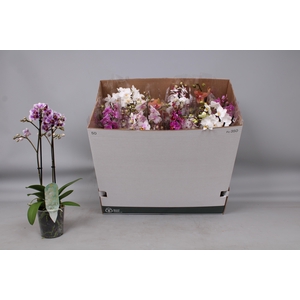 PHAL MF GEM 8 KL