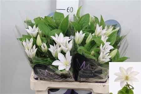 <h4>Clematis  'Amazing Vienna'</h4>