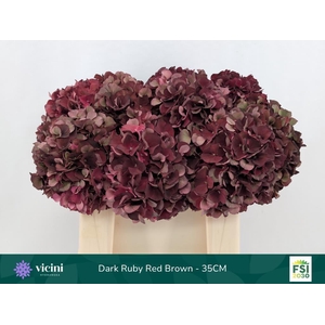 Hydrangea mag dark ruby classic