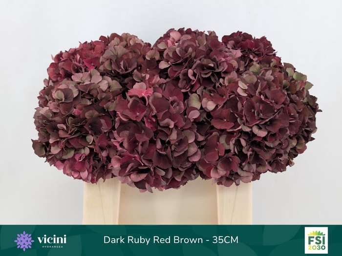 <h4>Hydrangea mag dark ruby classic</h4>