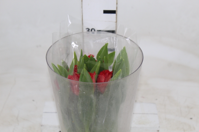 <h4>TULIPA VERMELHA</h4>