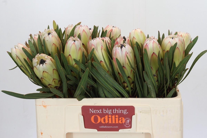 <h4>Protea White Night</h4>