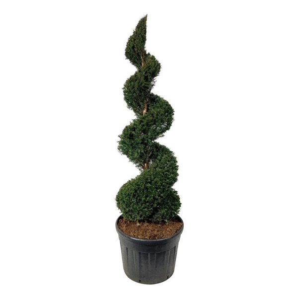 <h4>Taxus baccata</h4>