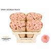 Rosa Spray Georgia Peach