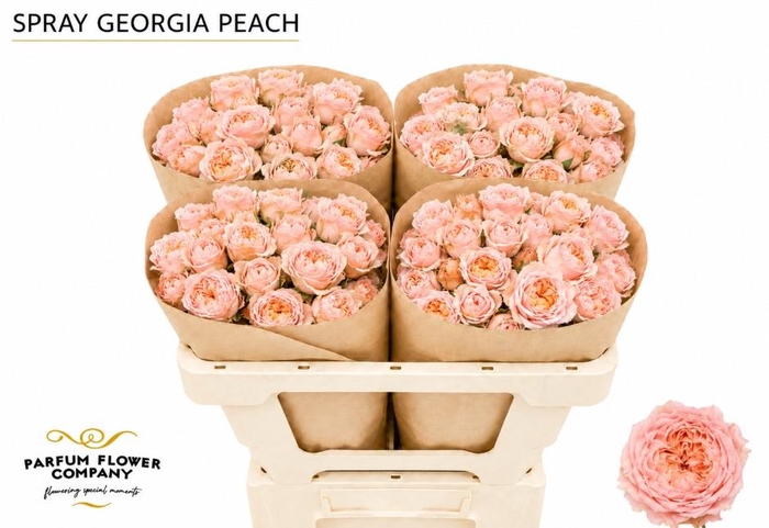 Rosa Spray Georgia Peach