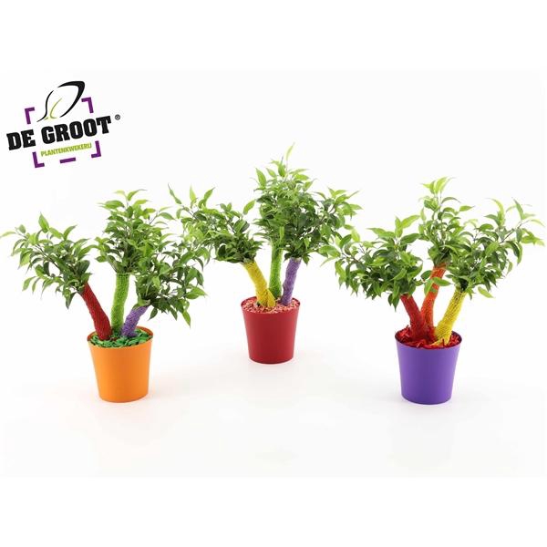 <h4>Ficus benjamina 'Natasja'</h4>