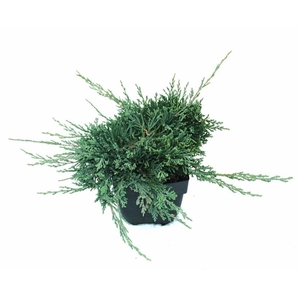 Juniperus hor. 'Wiltonii' P17