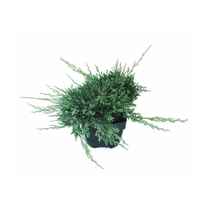 <h4>Juniperus horizontalis 'Wiltonii' P17</h4>