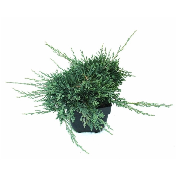 Juniperus horizontalis 'Wiltonii' P17