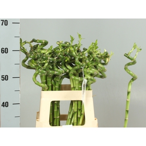 DRAC LUCKY BAMBOO