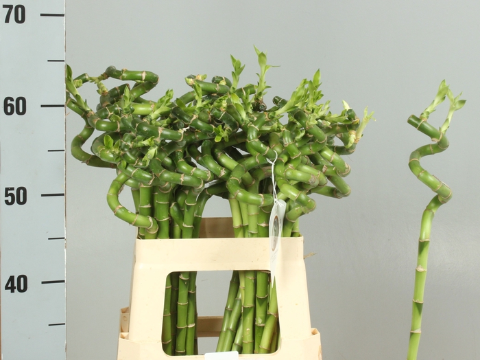 <h4>DRAC LUCKY BAMBOO</h4>