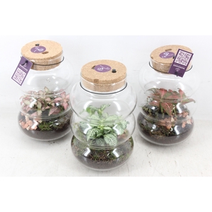 arr3 WR - Pluto small x6 LED