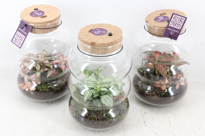 <h4>arr3 WR - Pluto small x6 LED</h4>