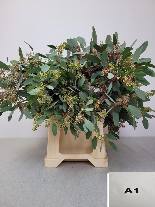 <h4>EUC POP BES PB</h4>