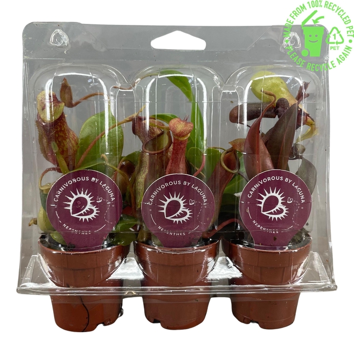 <h4>Nepenthes mix 5,5 cm, 3 stuks in transparante blister</h4>