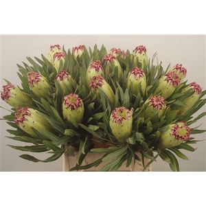 Protea N Limelight