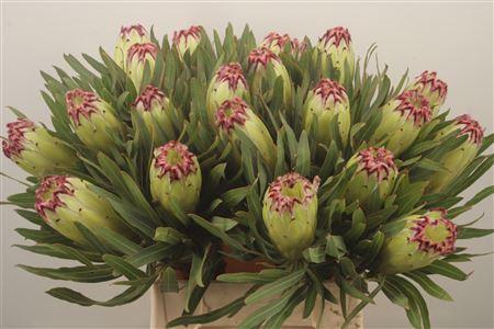 <h4>Protea N Limelight</h4>