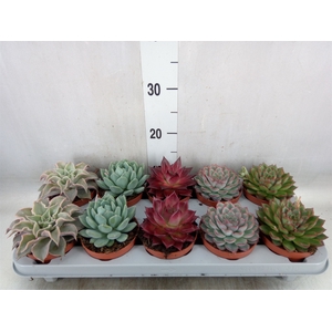 Echeveria   ...mix