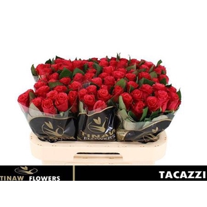 R Gr Tacazzi