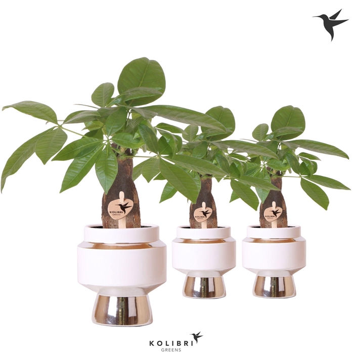 <h4>Kolibri Greens Pachira in Le Chic pot silver</h4>