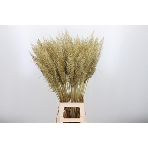 Calamagrostis Kl Bh Goud