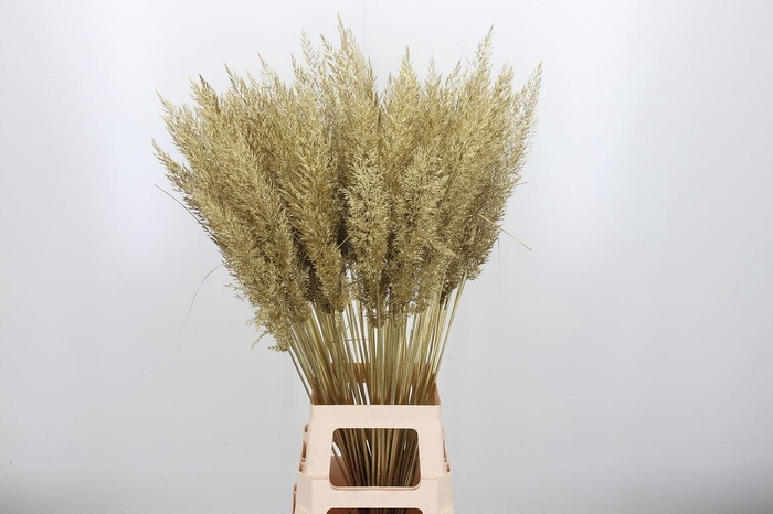 <h4>Calamagrostis Kl Bh Goud</h4>