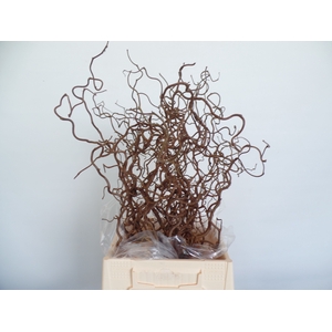 Corylus Contorta 2 Years Epping