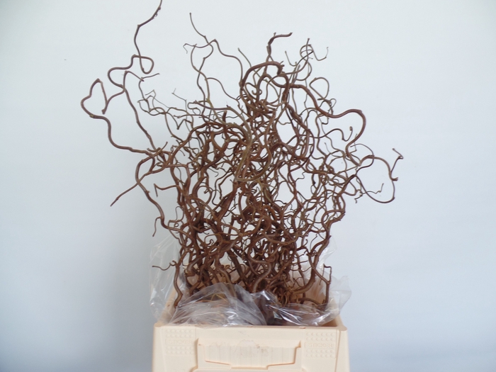 <h4>Corylus Contorta 2 Years Epping</h4>